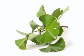 ginkgo biloba zakila handitzeko